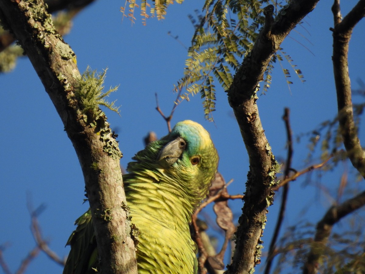 Turquoise-fronted Amazon - ML641263018