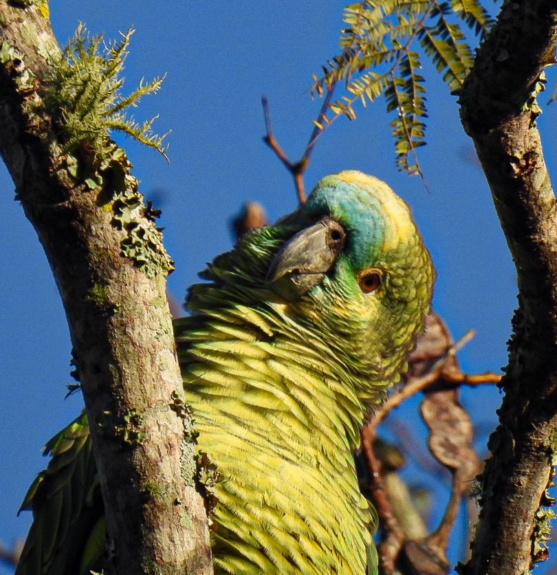 Turquoise-fronted Amazon - ML641263019