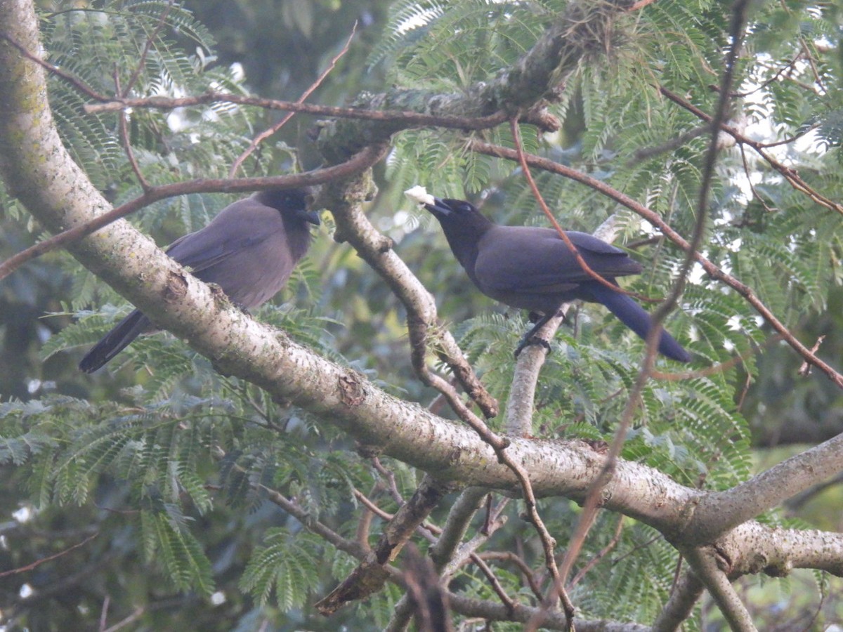 Purplish Jay - ML641263051