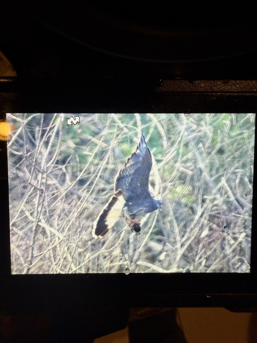 plžojed bažinný - ML641263062