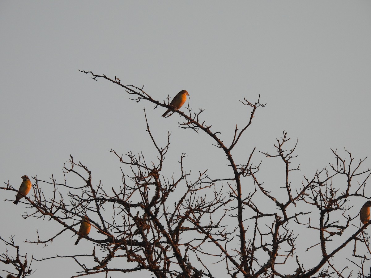 Dickcissel - ML641263079