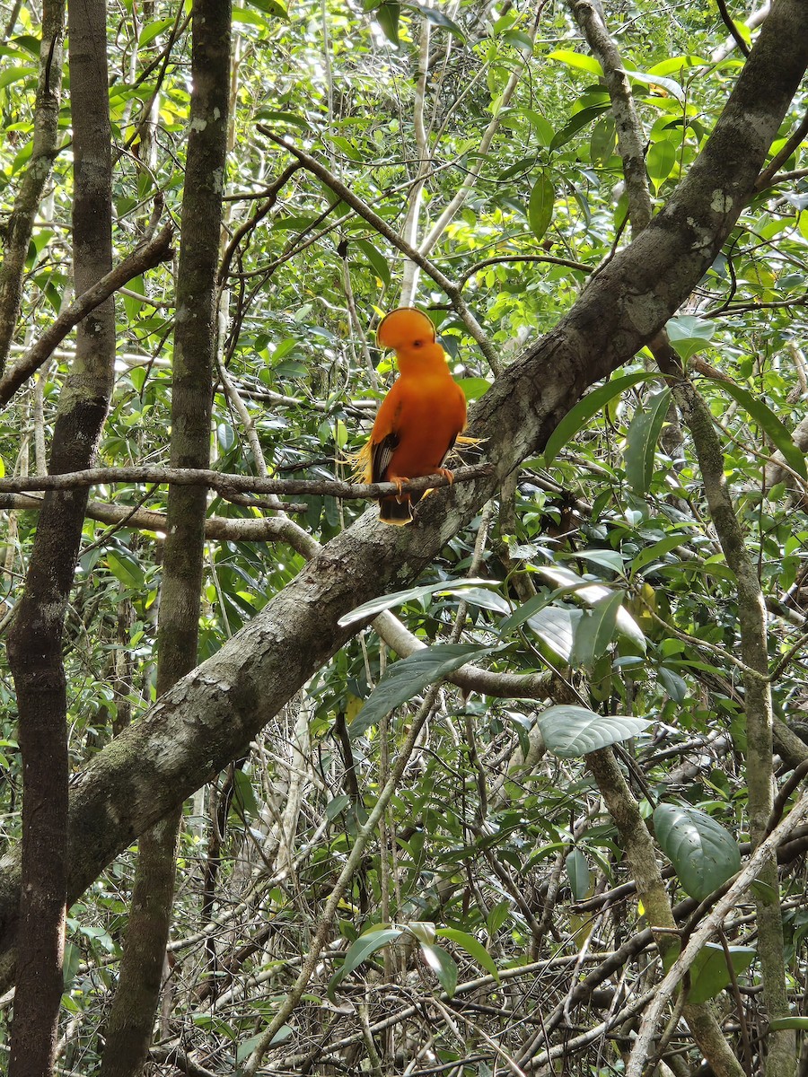 Guianan Cock-of-the-rock - ML641263097