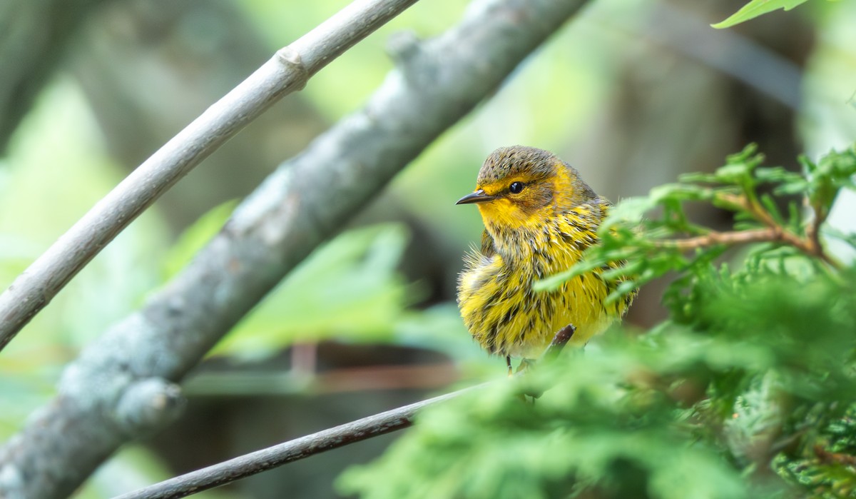 Cape May Warbler - ML641263134