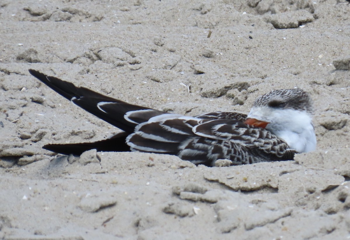 Black Skimmer - ML641263139