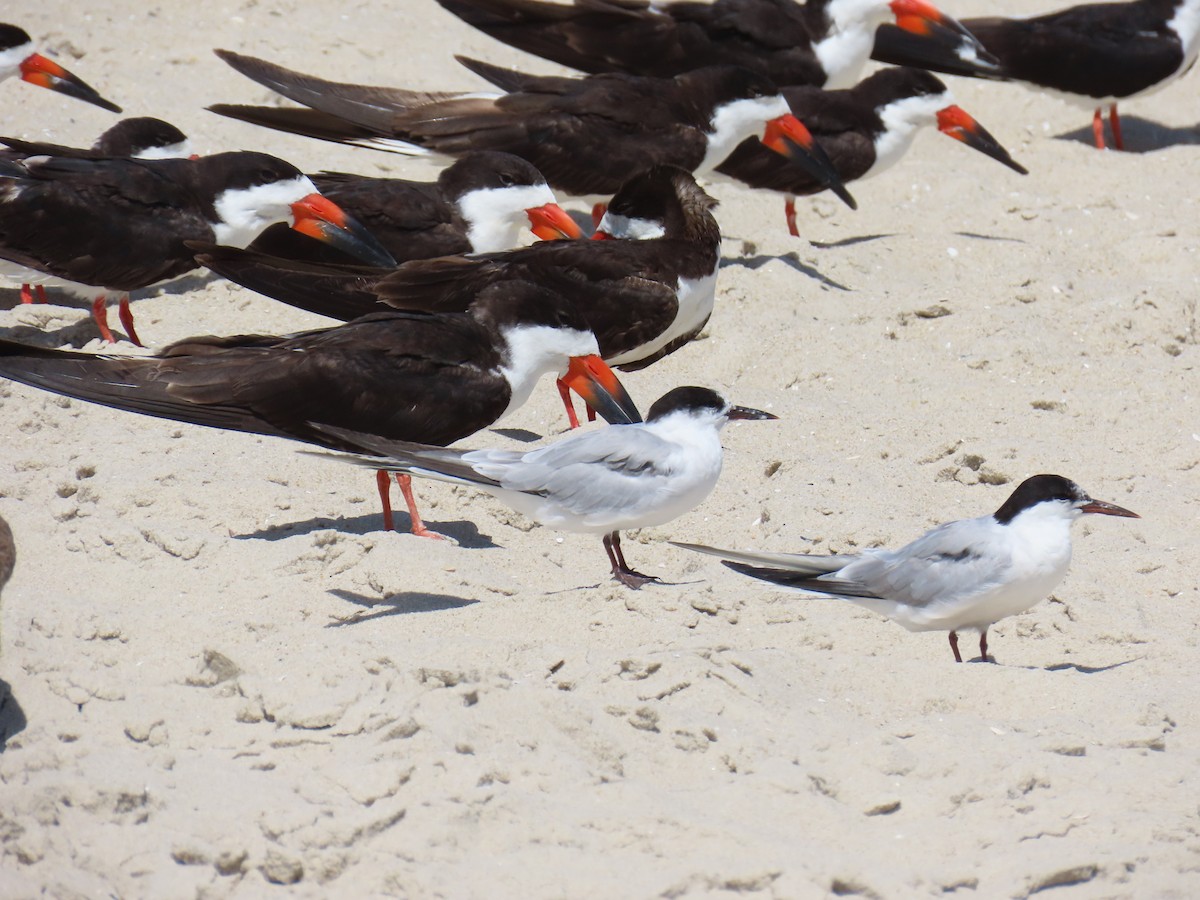 Black Skimmer - ML641263140