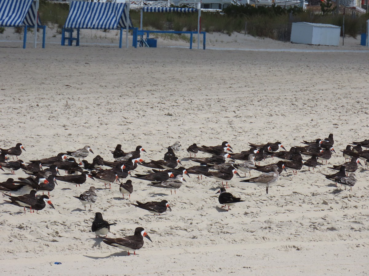 Black Skimmer - ML641263141