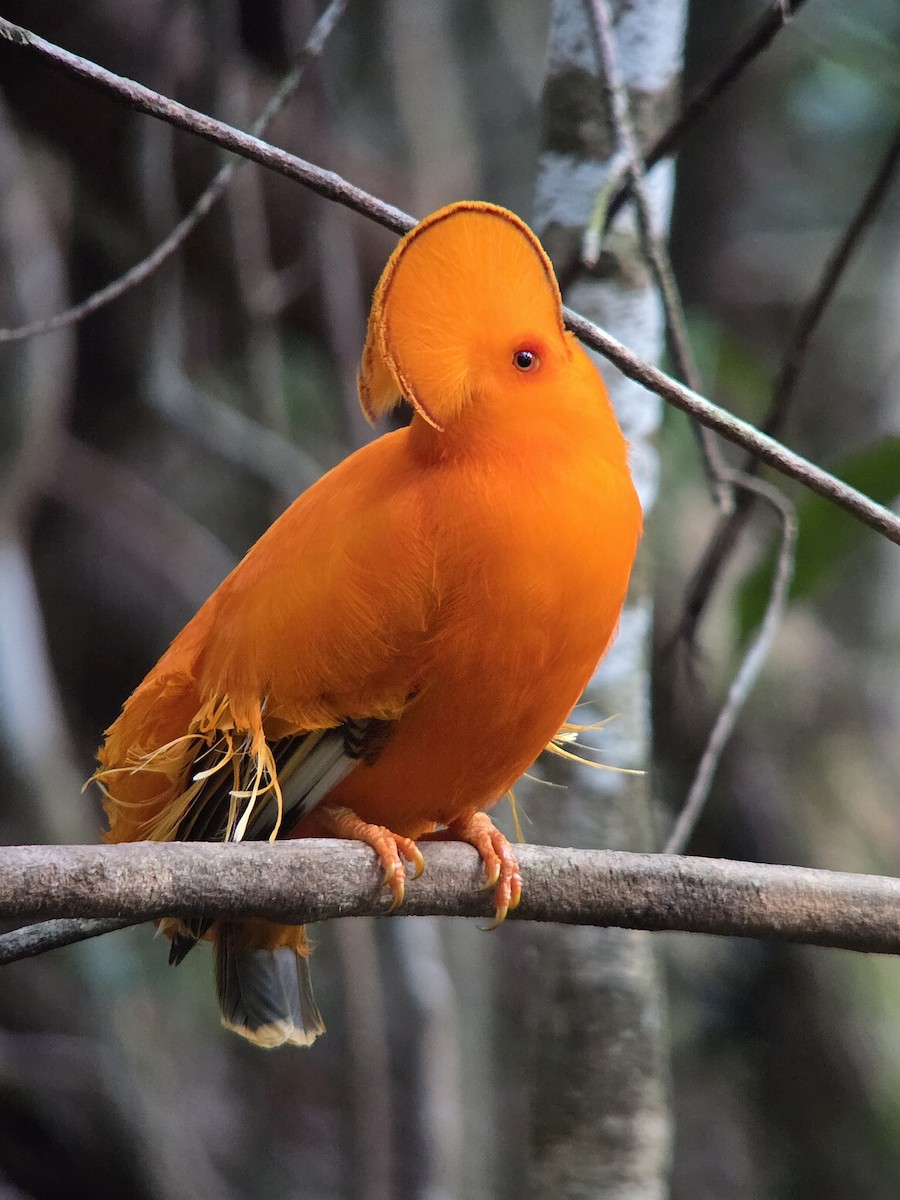 Guianan Cock-of-the-rock - ML641263150