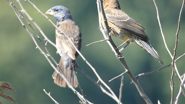 Blue Grosbeak - ML641263159