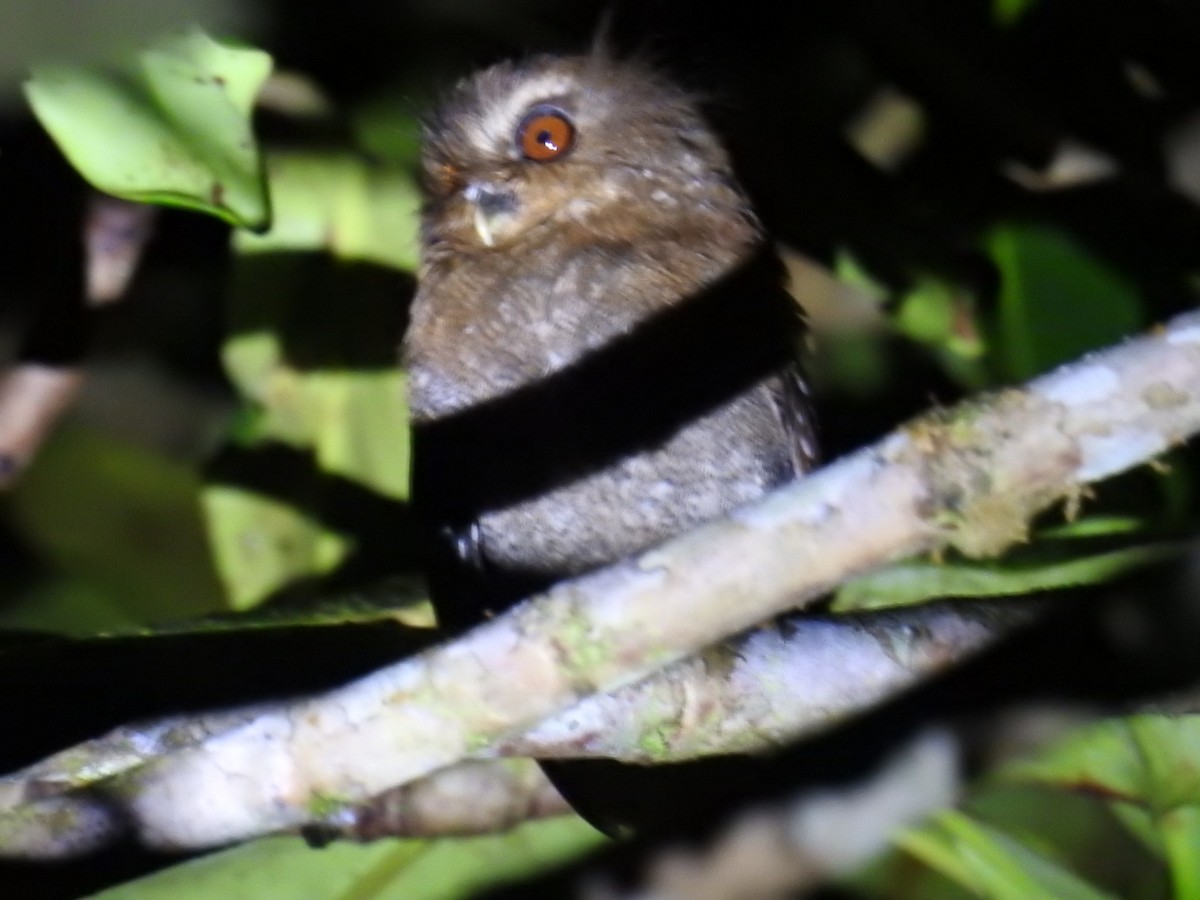 Long-whiskered Owlet - ML641263165
