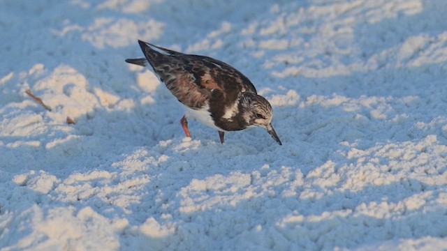 Ruddy Turnstone - ML641263172