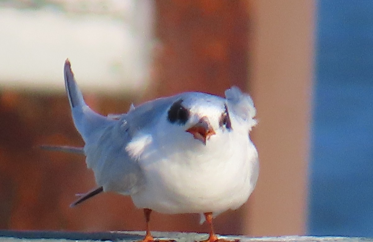 Forster's Tern - ML641263180