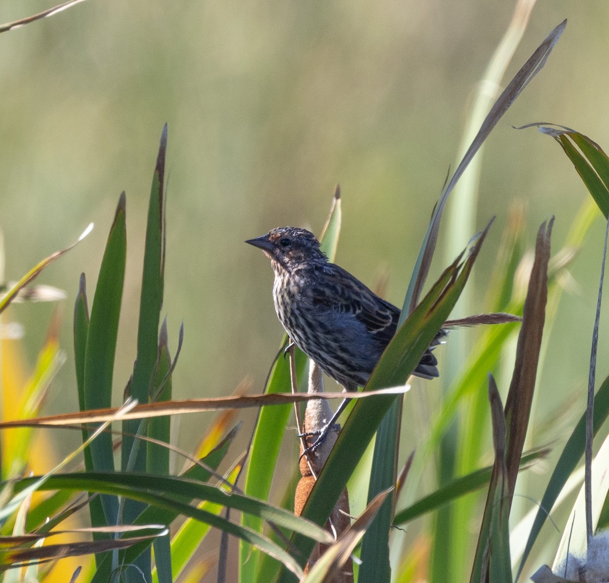 Purple Finch - ML641263231