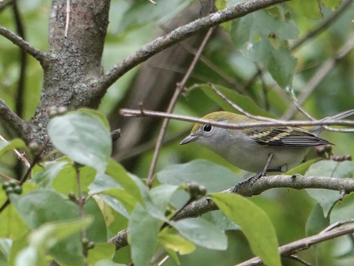 Chestnut-sided Warbler - ML641263234