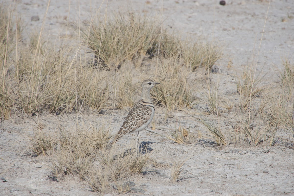 Double-banded Courser - ML641263235