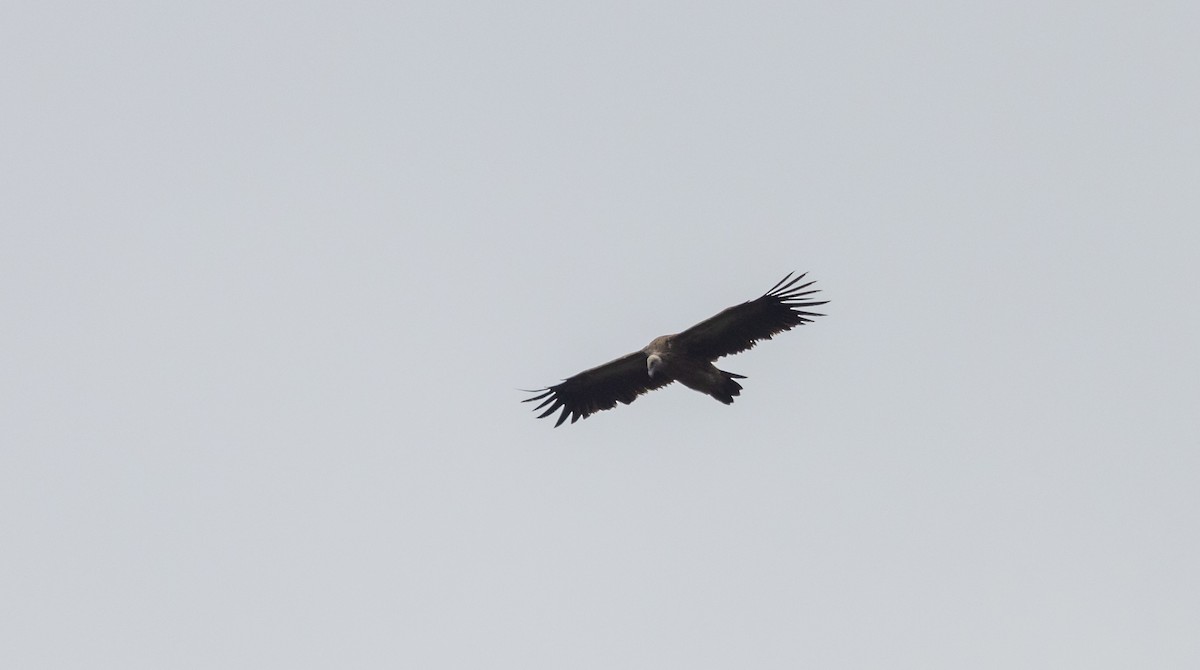 Himalayan Griffon - ML641263236