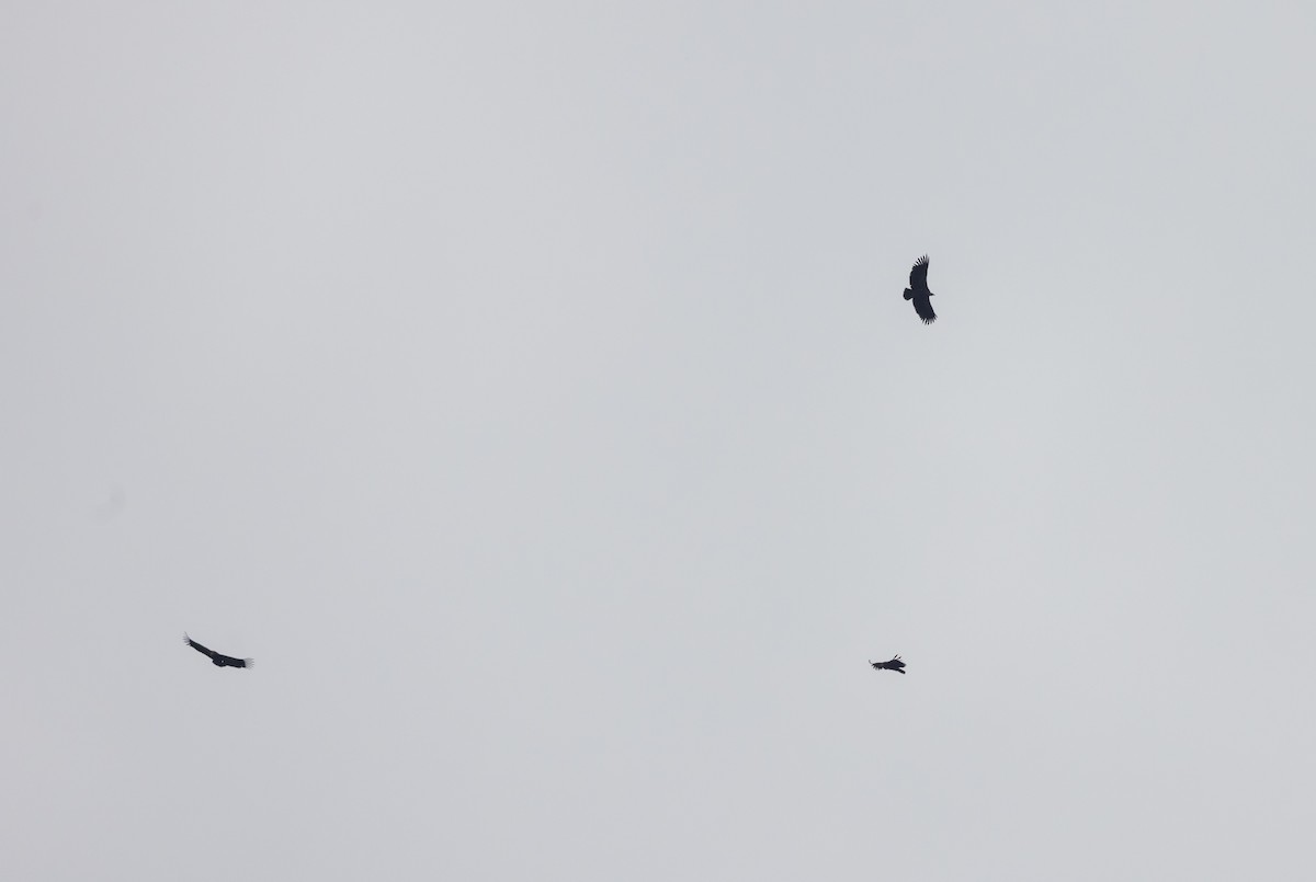 Himalayan Griffon - ML641263237