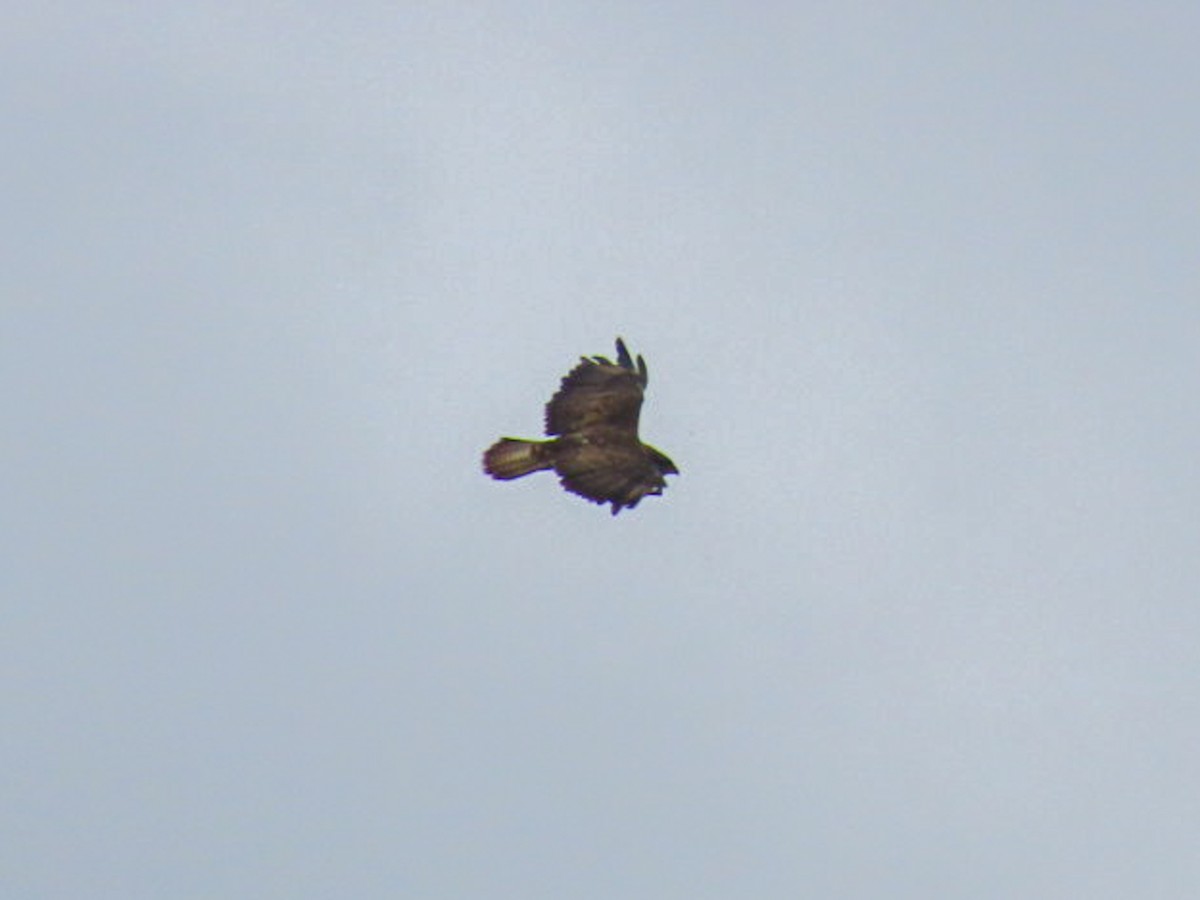 Common Buzzard - ML641263238