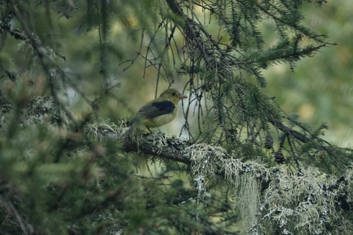 Scarlet Tanager - ML641263240