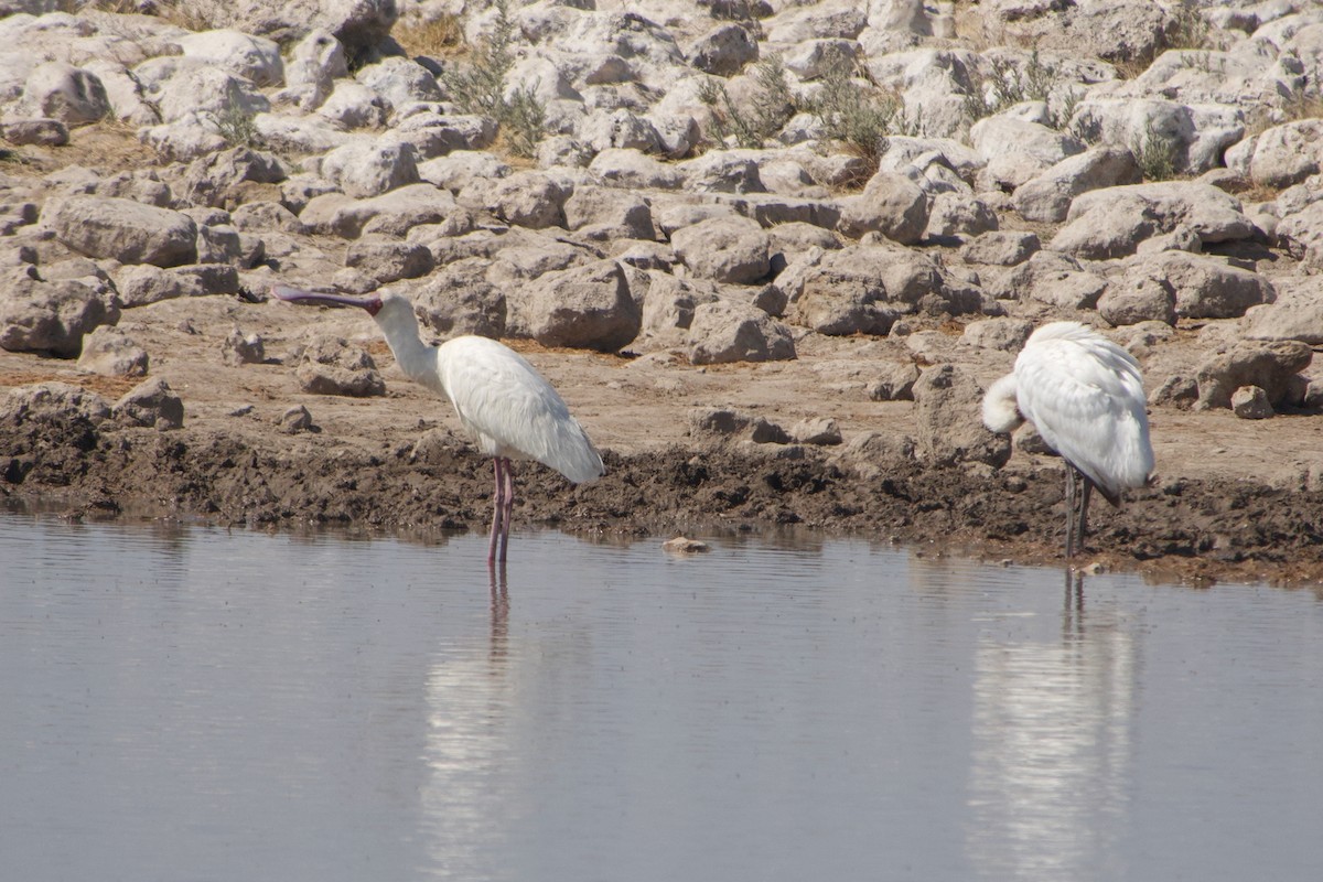 African Spoonbill - ML641263241
