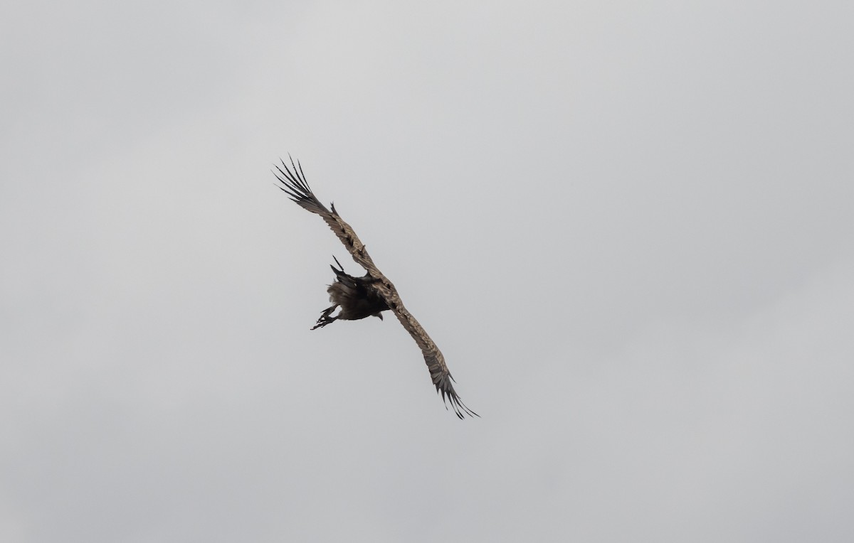 Himalayan Griffon - ML641263243