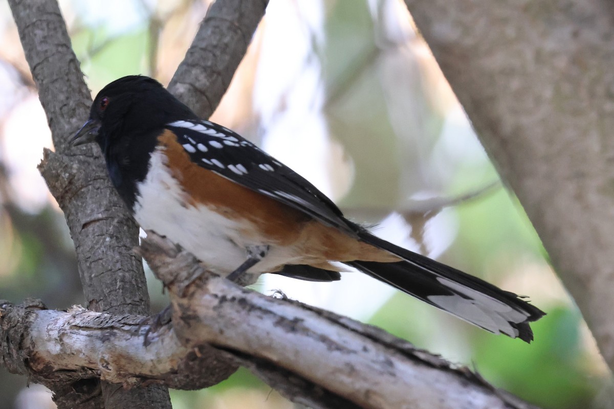 Spotted Towhee - ML641263245