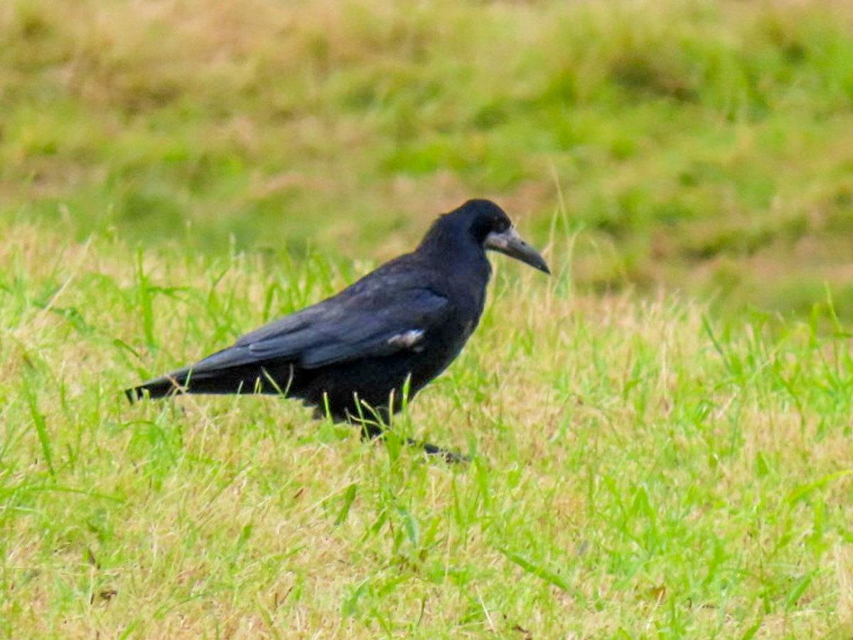 Rook - ML641263246