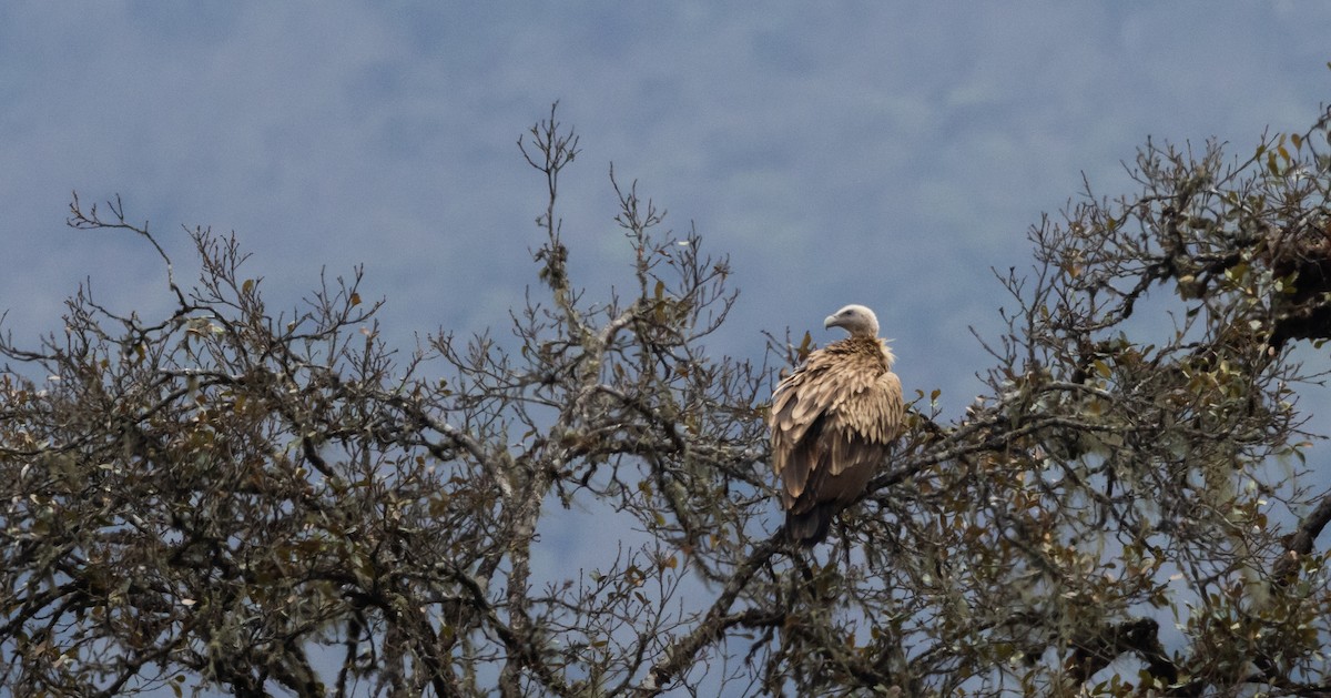 Himalayan Griffon - ML641263247