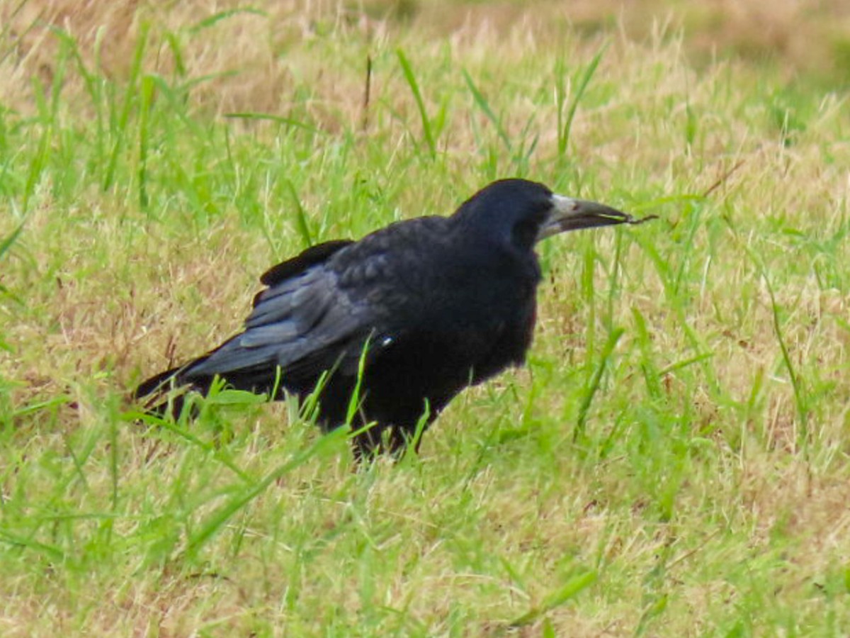 Rook - ML641263248