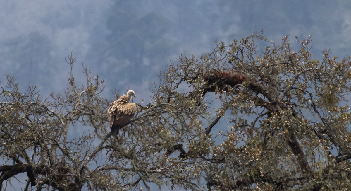 Himalayan Griffon - ML641263249