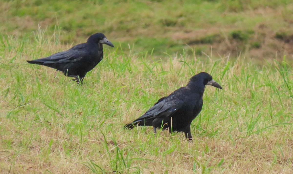 Rook - ML641263250