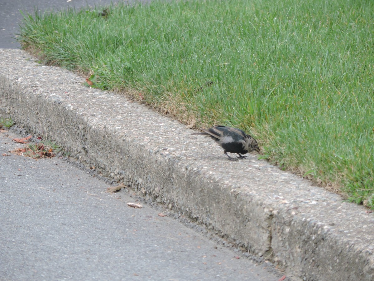 Brown-headed Cowbird - ML641263251
