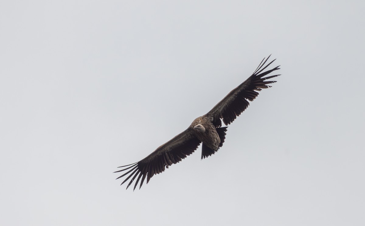 Himalayan Griffon - ML641263254