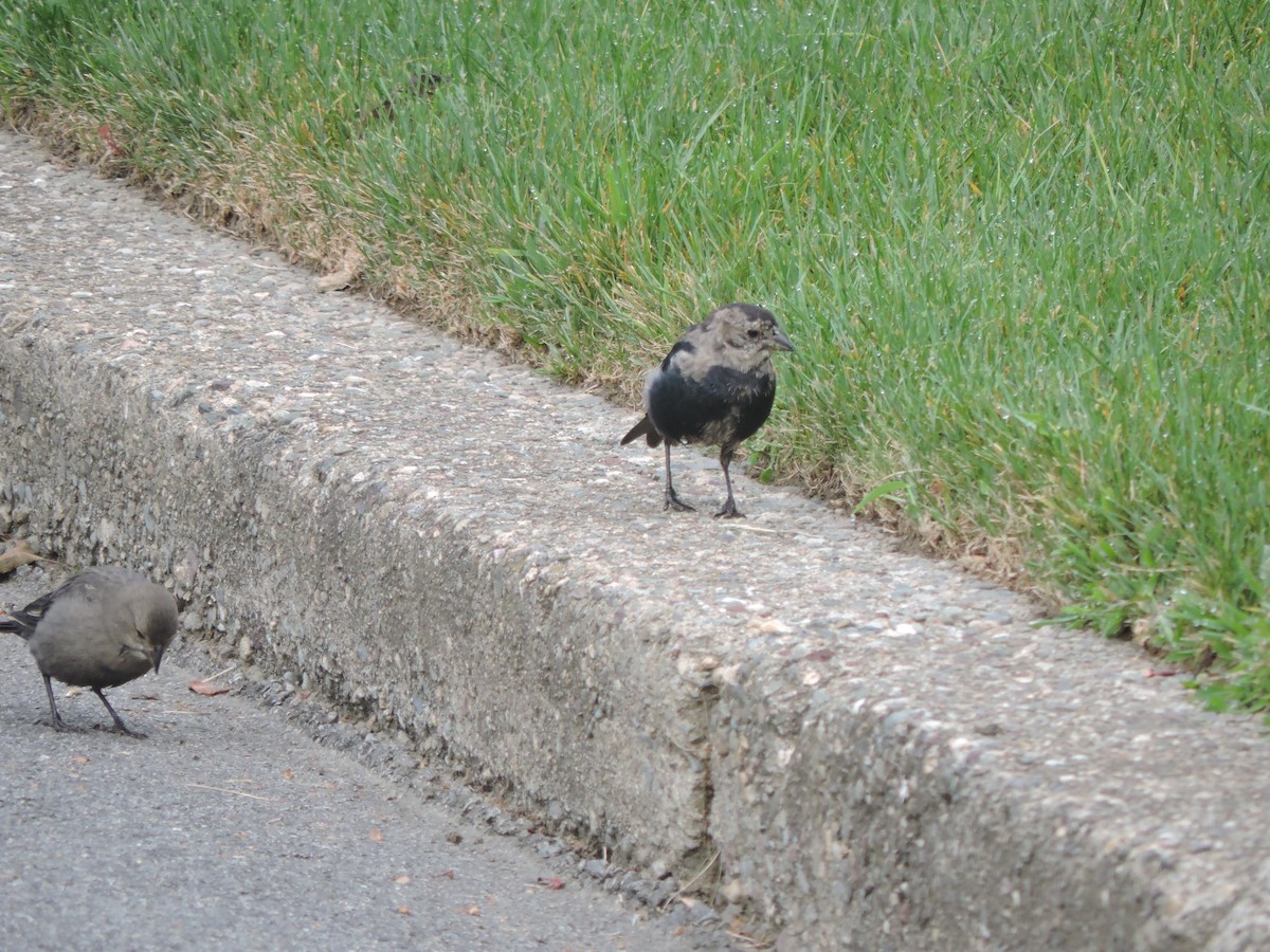 Brown-headed Cowbird - ML641263255