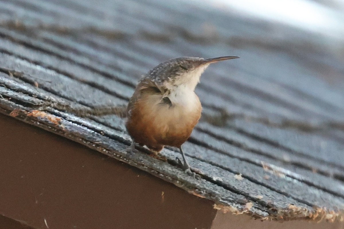Canyon Wren - ML641263262