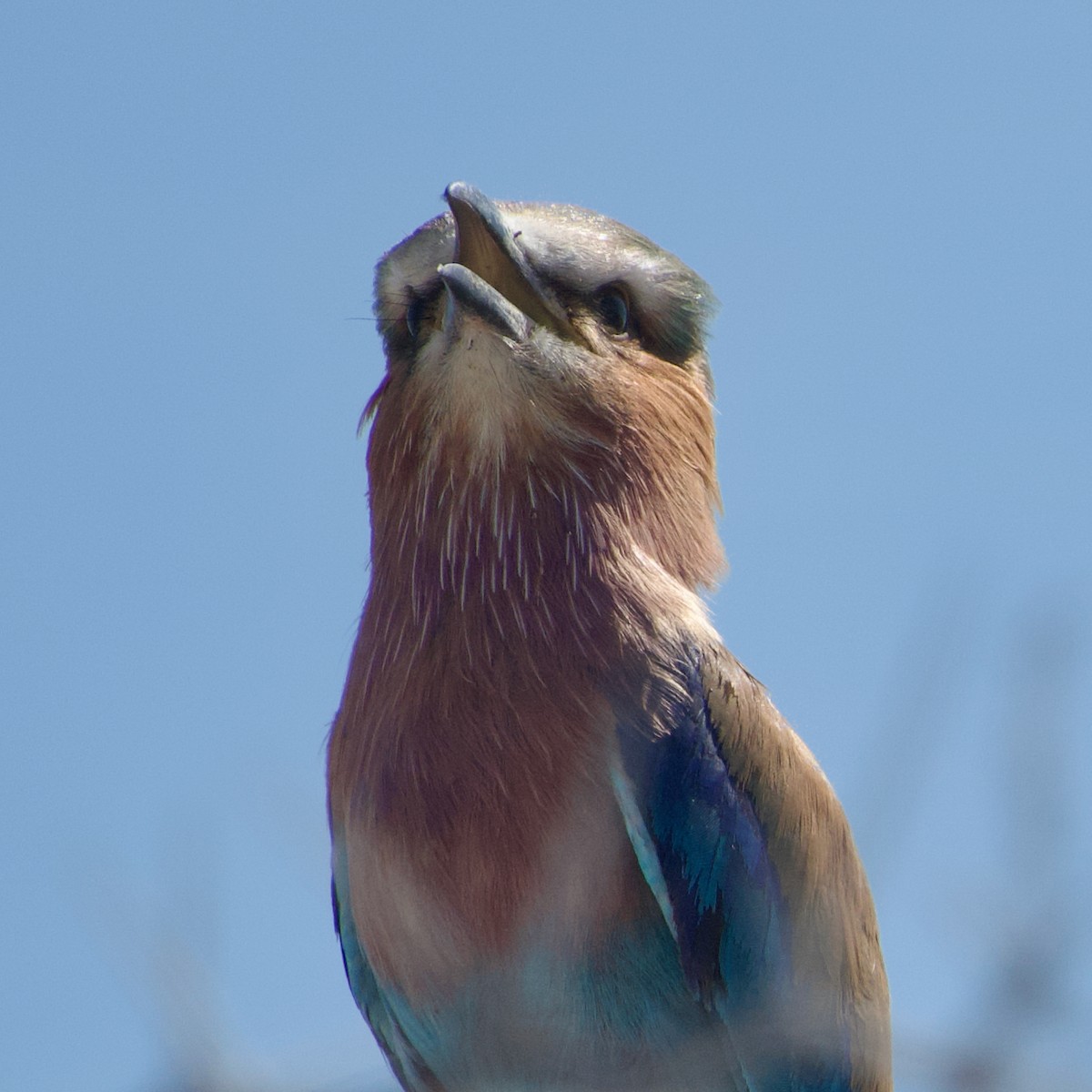 Lilac-breasted Roller - ML641263284