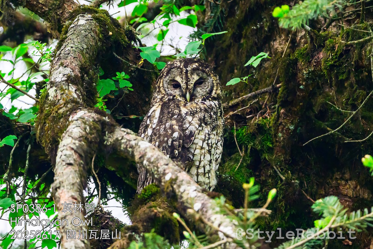 Himalayan Owl - ML641263290