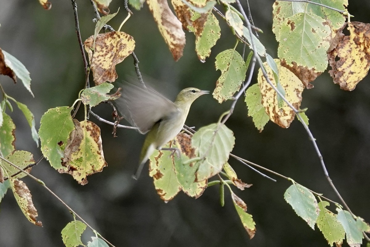 Tennessee Warbler - ML641263297