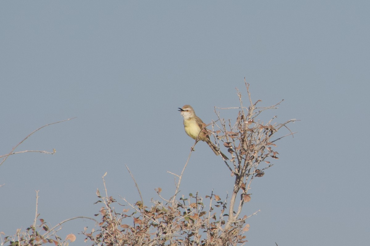 Black-chested Prinia - ML641263299