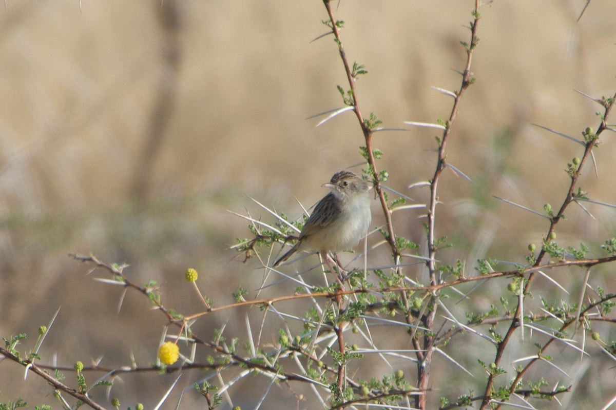 Desert Cisticola - ML641263301