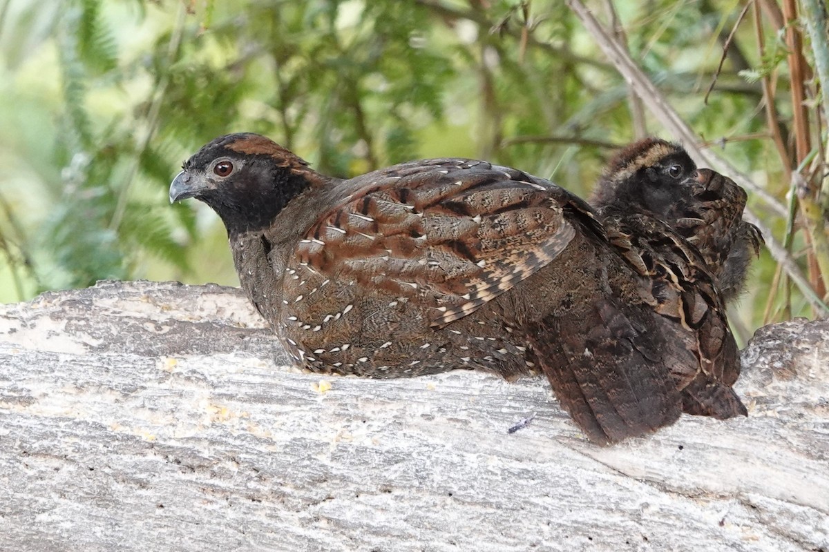 Black-fronted Wood-Quail - ML641263329