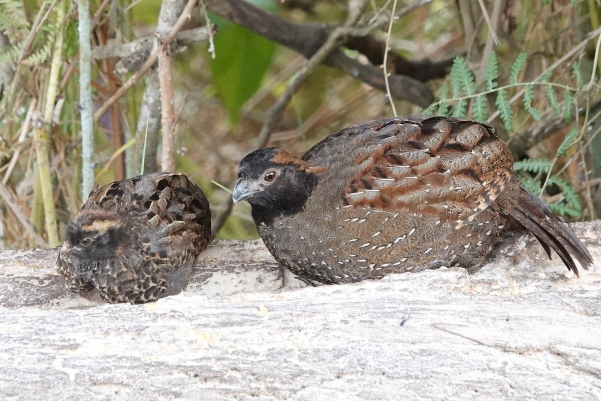 Black-fronted Wood-Quail - ML641263330