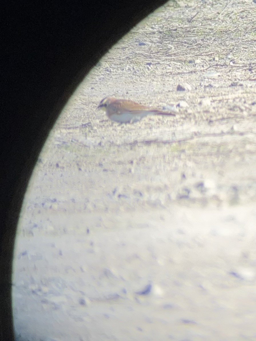Horned Lark (Western rufous Group) - ML641263333
