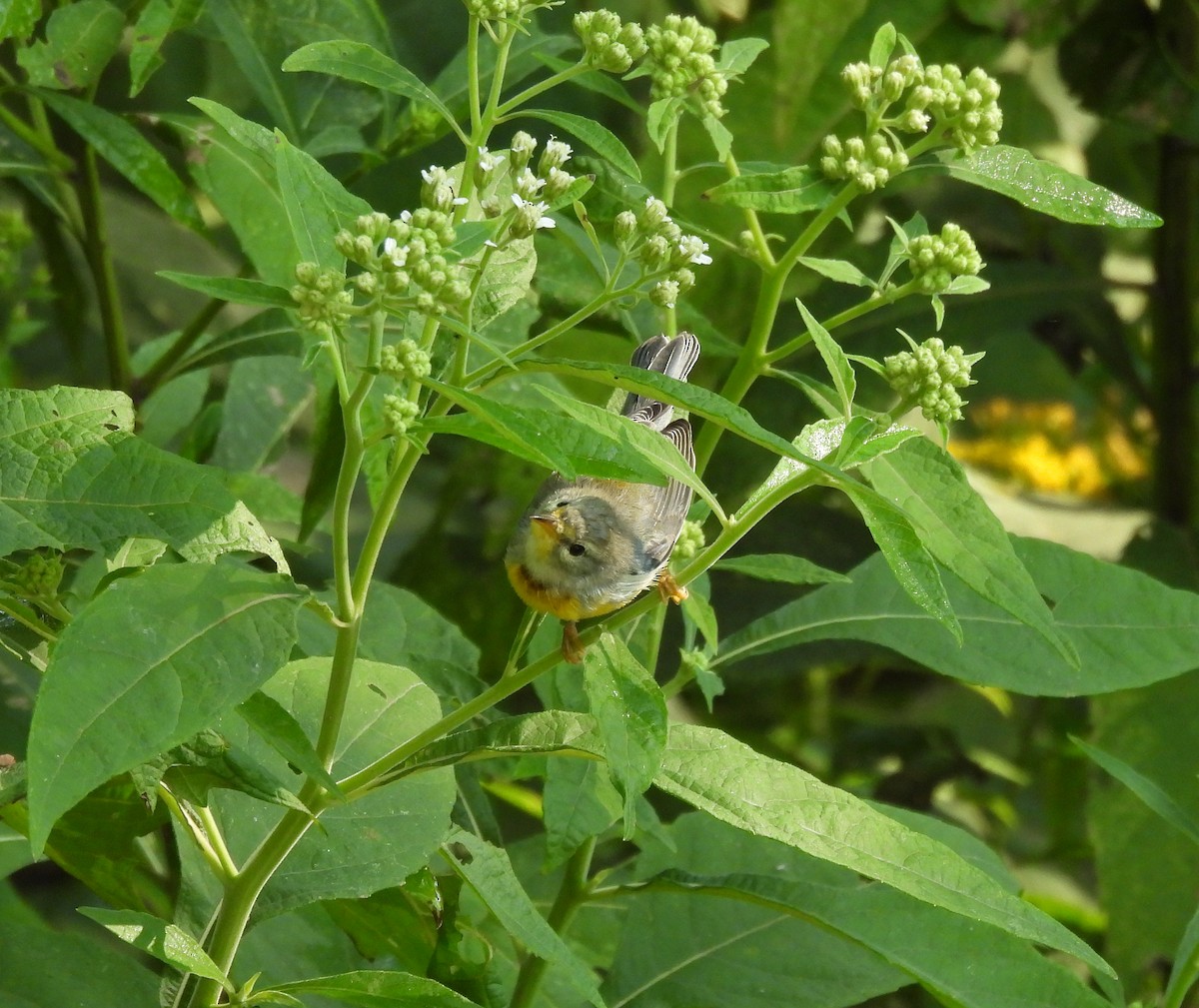 stryparula - ML641263337