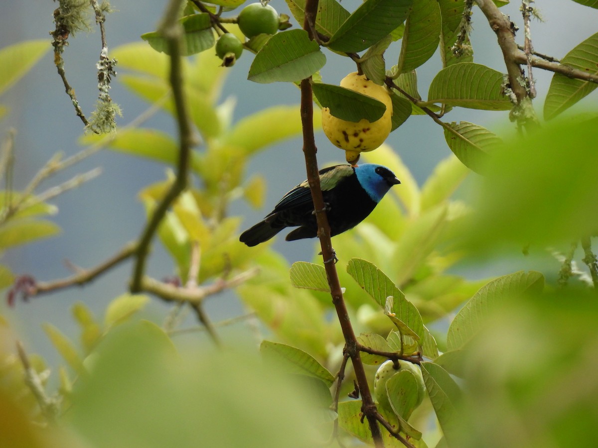 Blue-necked Tanager - ML641263341