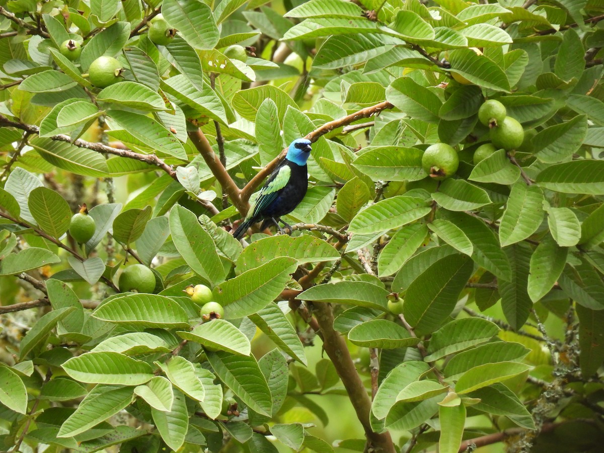 Blue-necked Tanager - ML641263347