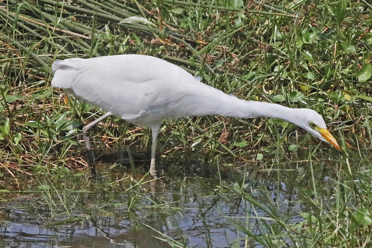 Yellow-billed Egret - ML641263358