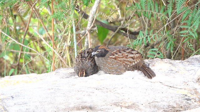 Black-fronted Wood-Quail - ML641263366