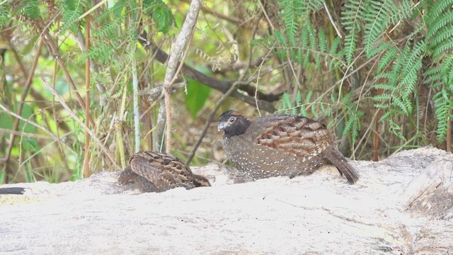 Black-fronted Wood-Quail - ML641263368