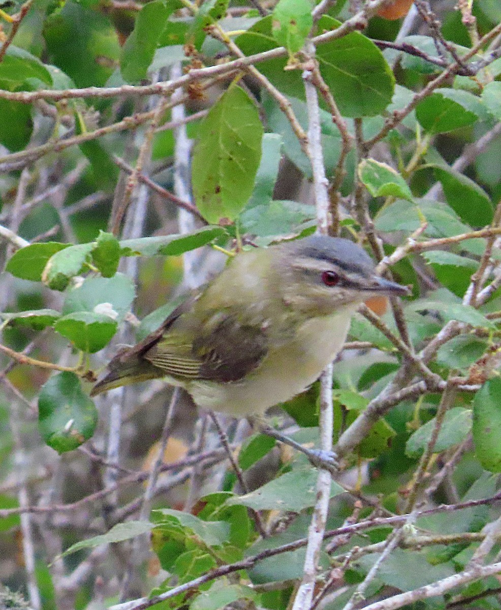 Red-eyed Vireo - ML641263372