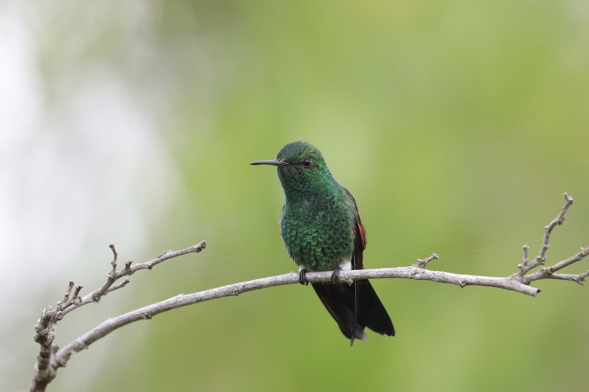 Blue-tailed Hummingbird - ML641263381
